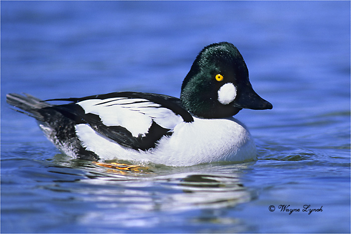 Male Common Goldeneye by Dr. Wayne Lynch &copy;